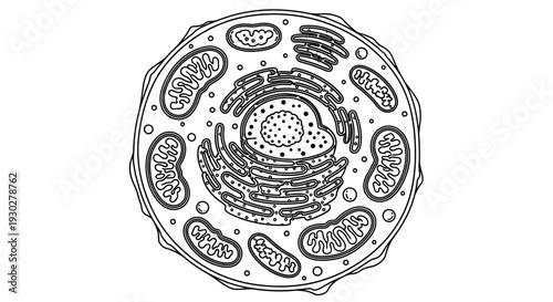 Animal Cell Diagram: Nucleus, Mitochondria, ER, Golgi Apparatus, Ribosomes, Cytoplasm