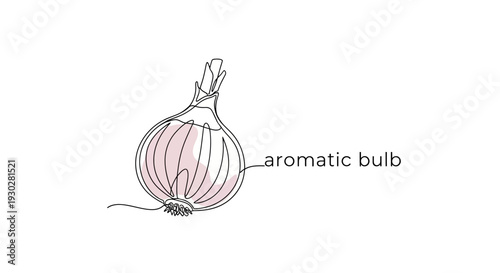 Single onion bulb with label 'aromatic bulb' - clean line drawing illustration