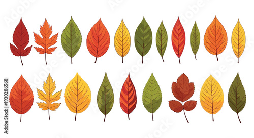 A vibrant vector illustration featuring a diverse collection of colorful autumn leaves, perfect for seasonal designs, showcasing nature's beauty and the changing fall foliage.