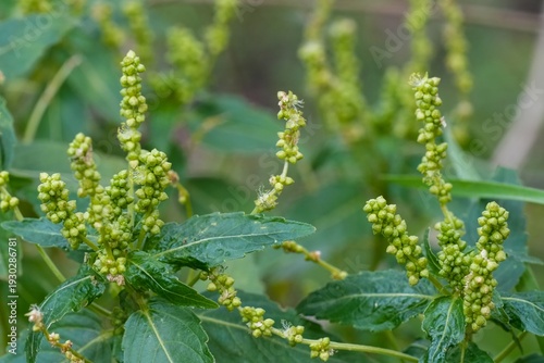 фотографія Closeup on a Annual Mercury, Mercurialis annua a wild herbaceous plant with gree
