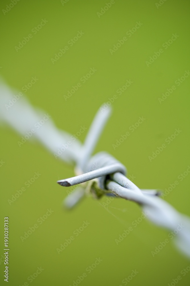Obraz premium Close-up of Barbed Wire Strand Against Soft Green Background, Security and Boundary Concept