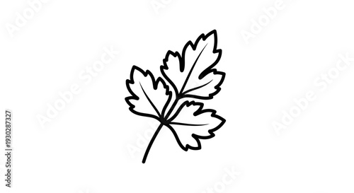 Simple Parsley Leaf Illustration - Hand Drawn Line Art