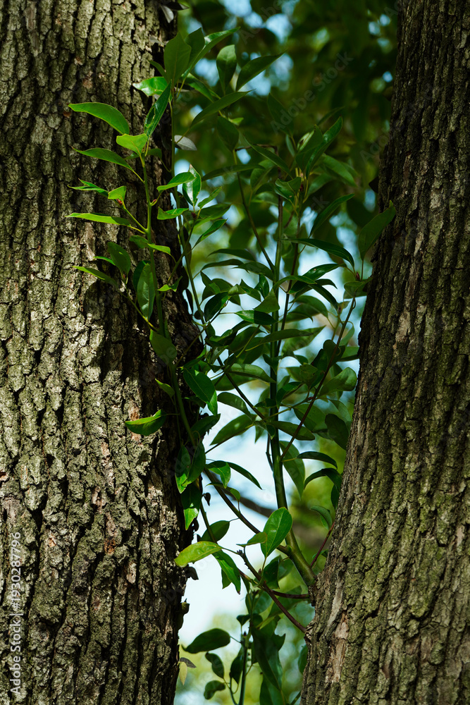 Obraz premium Close-up of vibrant green leaves growing between two thick tree trunks. Concept of new life, growth, and natural resilience in a forest.