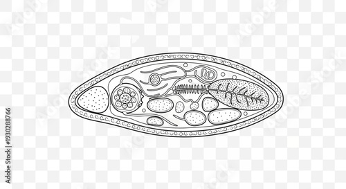 Microscopic View of a Cell Structure: Organelles and Nucleus in Detail
