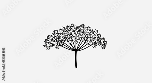 Minimalist Elderflower Blossom Outline Icon on White Background