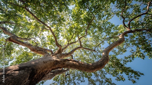 Looking upward reveals the sprawling canopy of an old tree against the bright.