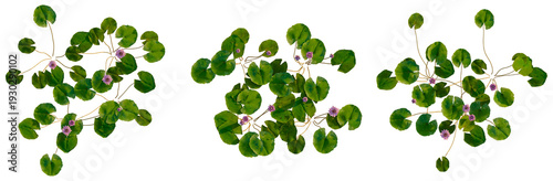 Cuadro en lienzo Nymphaea Orchid tree plan, top view, cutout, transparent background, isolate, Wa
