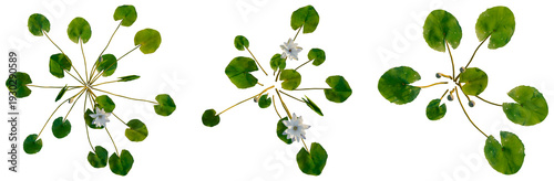 Schilderij op canvas Nymphaea PurpleWhite tree plan, top view, cutout, transparent background, isolat