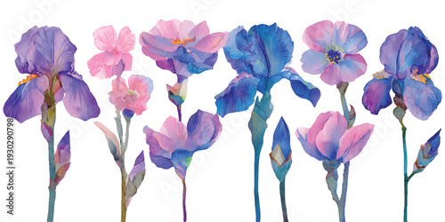 Beautiful watercolor iris and pink flowers collection on white background botanical vector illustration for elegant wedding and greeting card design