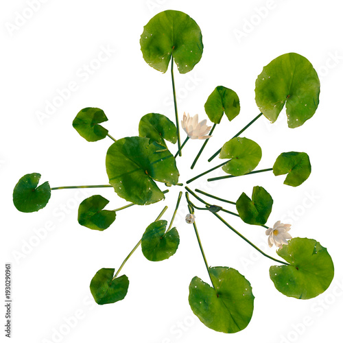 Foto Nymphaea Yellow tree plan, top view, cutout, transparent background, isolate, Lo