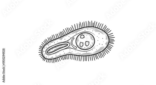 Hand-drawn illustration of a Paramecium, a single-celled protozoan organism, isolated on white background.