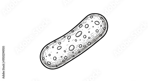 Hand-drawn illustration of a pickle with texture and bubbles, isolated on white background