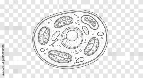 Hand-drawn illustration of a plant cell diagram, showing nucleus, mitochondria, and chloroplasts.