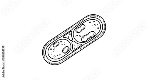 Hand-drawn illustration of a single-celled organism, likely bacteria, with internal structures visible.