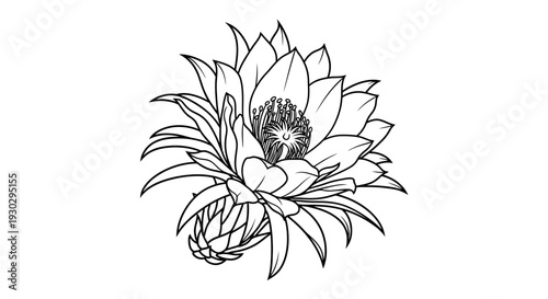 Exotic Cactus Flower Blooming, Detailed Line Art Illustration