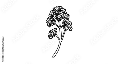 Delicate sprig of blooming flowers, botanical illustration, black and white line art