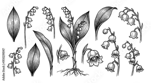 Lily of the valley botanical set in vintage engraving style