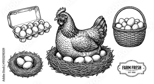 Hen on nest and fresh eggs in vintage engraving style