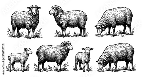 Sheep and lamb collection in vintage engraving style