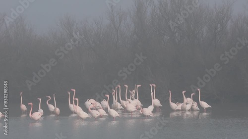 Pink flamingos on mating parade in the fog of the Po Comacchio Regional Park