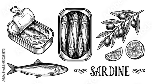 Sardine and olive in canned food vintage engraving style