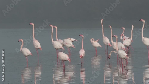 Pink flamingos on mating parade in the fog of the Po Comacchio Regional Park
