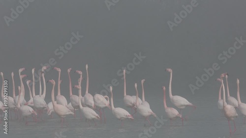 Pink flamingos on mating parade in the fog of the Po Comacchio Regional Park