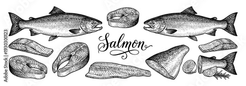 Salmon fish collection with steaks fillets and lettering in engraving style