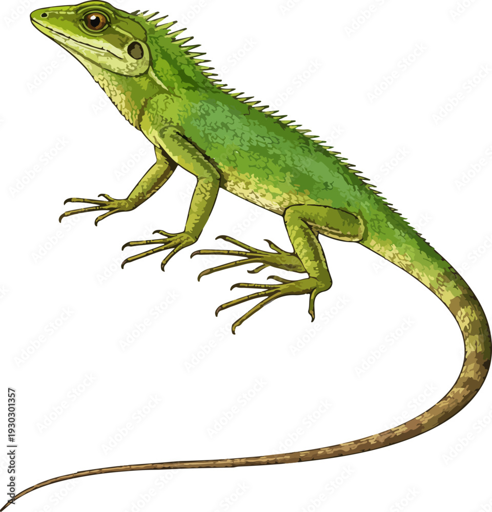 Fototapeta premium Bronchocela jubata illustration art