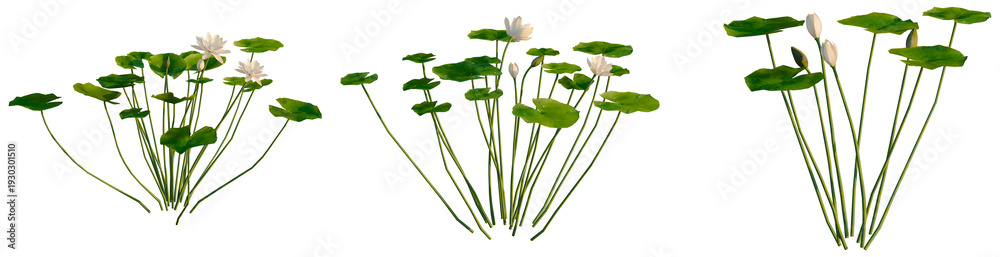 Photography Nymphaea Yellow tree, elevation, front view, cutout, transparent background, iso