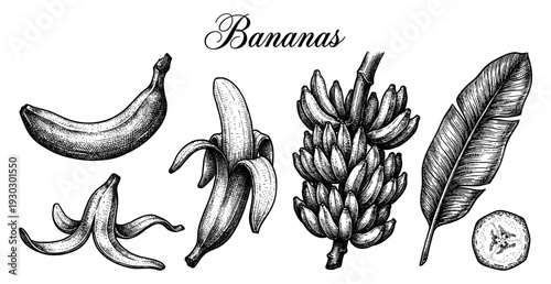 Banana fruit and palm leaf botanical engraving set