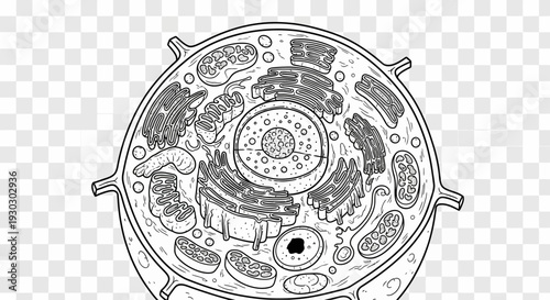 Animal Cell Diagram - Black and White Outline for Educational Purposes