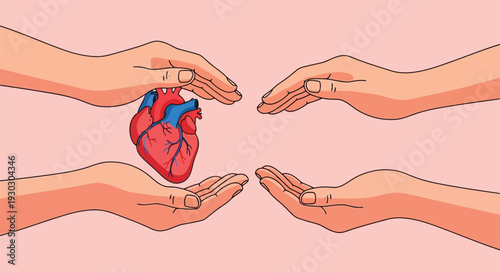 Vector illustration of an anatomical illustration of human kidneys with blood vessels and ureters