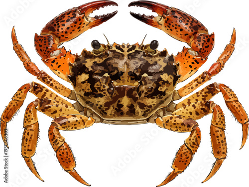 Parathelphusa maculata illustration art