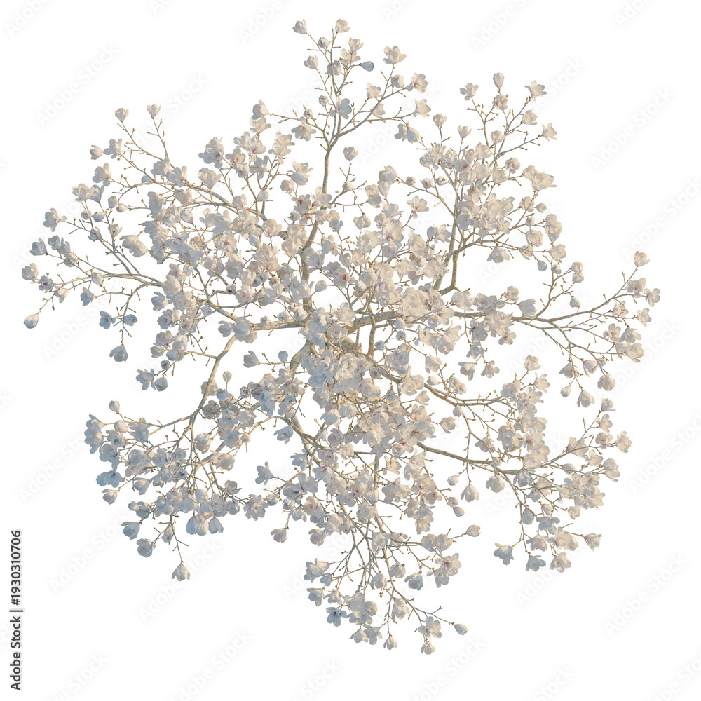 Fototapeta premium Magnolia liliflora desr tree plan, top view, cutout, transparent background, isolate, Delicate sprig of baby's breath flowers on a neutral background, floral detail