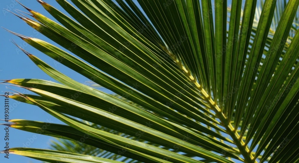 Fototapeta premium Close-up of a vibrant green palm frond against a clear blue sky, showing detail