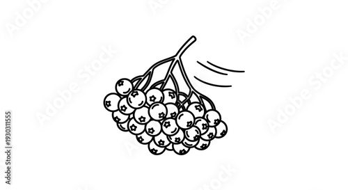 Rowan Berries Bunch Outline Vector Illustration