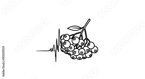 Rowan Berries and Heartbeat Line: Nature's Vitality and Health Concept