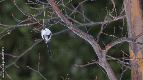  Long tailed tit fly in slow motion and land in tree and eating the maple juice.