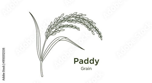 Paddy Grain Plant Illustration, Hand-Drawn Rice Ear and Leaves, Isolated on White Background