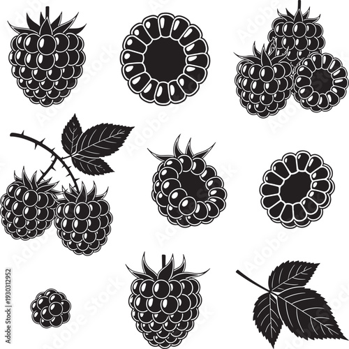 Blackberry Fruit Illustrations with Leaves