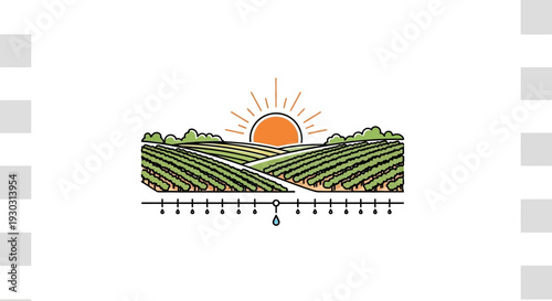 Sunrise Over Organic Vineyard With Drip Irrigation System