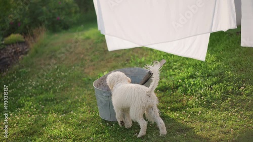 Small white dog in backyard laundry, playful puppy weaves through green grass and billowing sheets, sniffs metal bucket near picnic table with jam jars, warm golden sunlight, cozy cottage garden mood