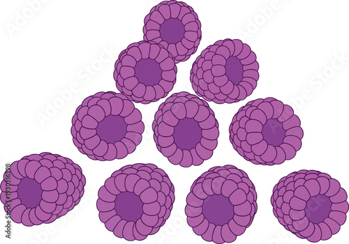 Microscopic view of purple stained cells arranged in a triangular formation