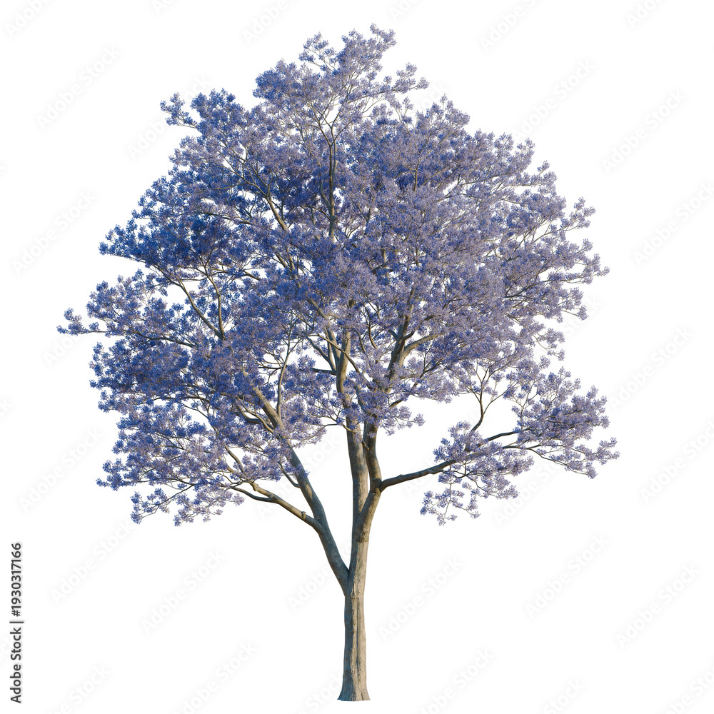 Obraz premium Jacaranda mimosifolia tree, elevation, front view, cutout, transparent background, isolate, Detailed macro of a tree branch, showcasing the intricate structure and patterns in nature.