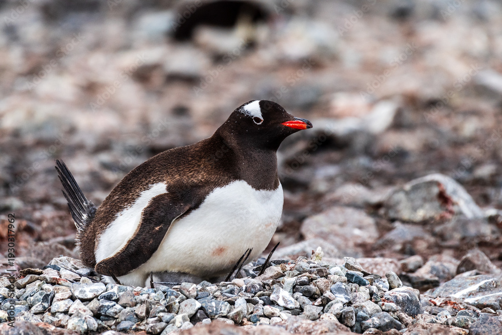 Fototapeta premium Close-up of Gentoo Penguin -Pygoscelis papua- at Cuverville Island, on the Antarctic Peninsula