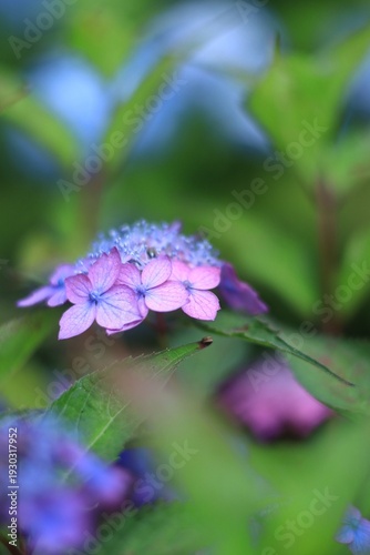 アジサイの花