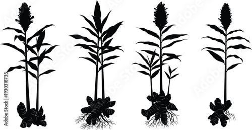 Ginger plant silhouettes with roots, rhizomes, leafy stalks, flower spikes, botanical growth stages, agriculture concept, herbal medicine illustration artwork