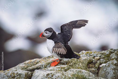Atlantic puffin (sea parrot) preparing its wings to fly on a rocky coastline with iconic colorful orange beak for breeding season in Spring Norway, full body, side view detail with blurred background