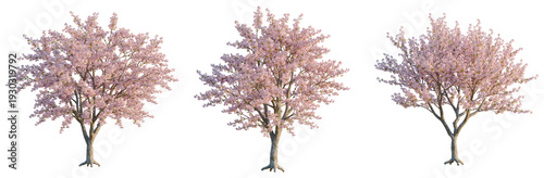 Fotografie Prunus subg tree, elevation, front view, cutout, transparent background, isolate, Detailed image of a blooming cherry blossom tree with vibrant pink flowers in full bloom